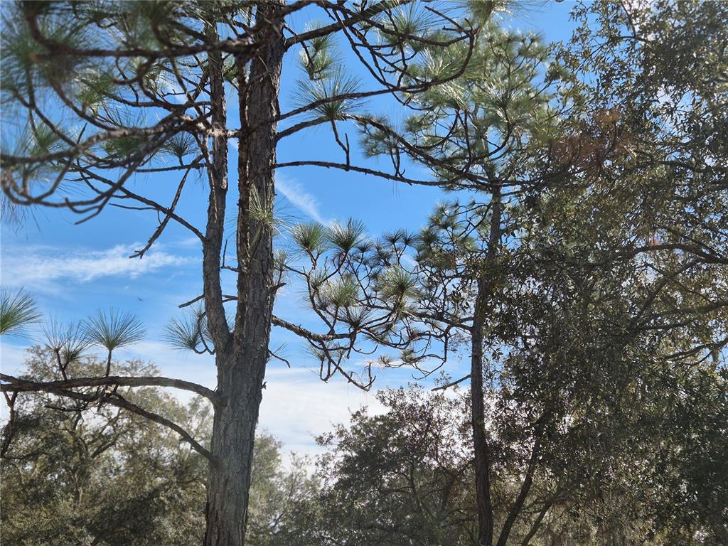 0 Northeast 78th Lane Bronson, FL 32621 - Photo 7 of 8 a view of a tree with a yard