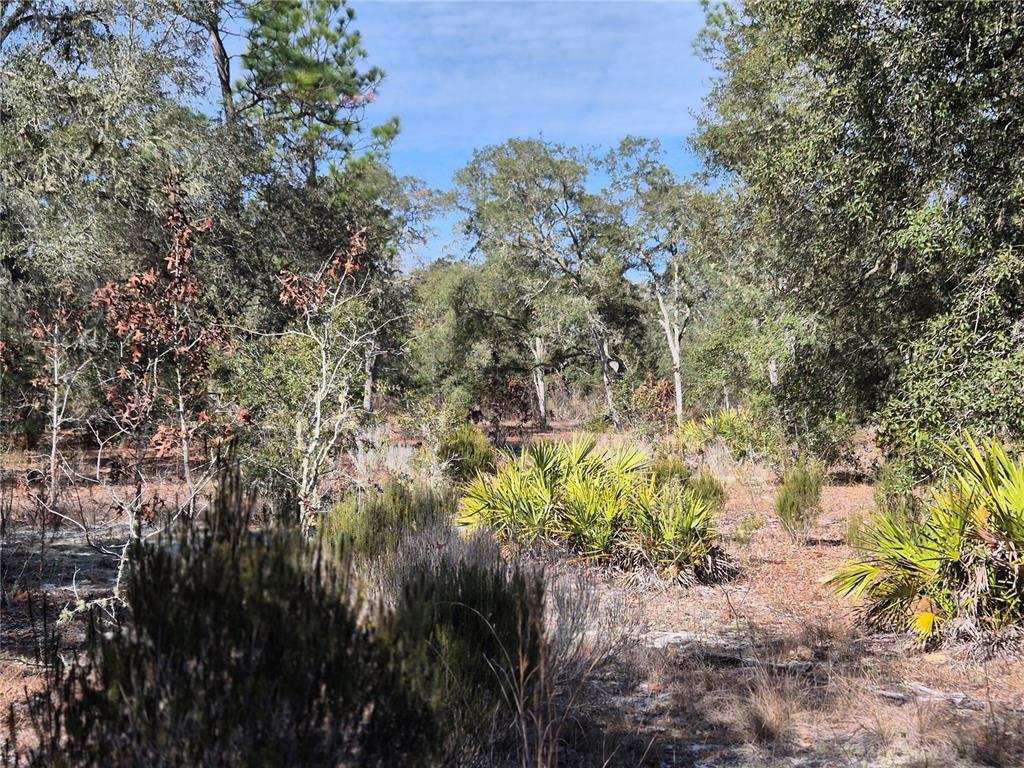0 Northeast 78th Lane Bronson, FL 32621 - Photo 8 of 8 a view of a garden with plants and large trees