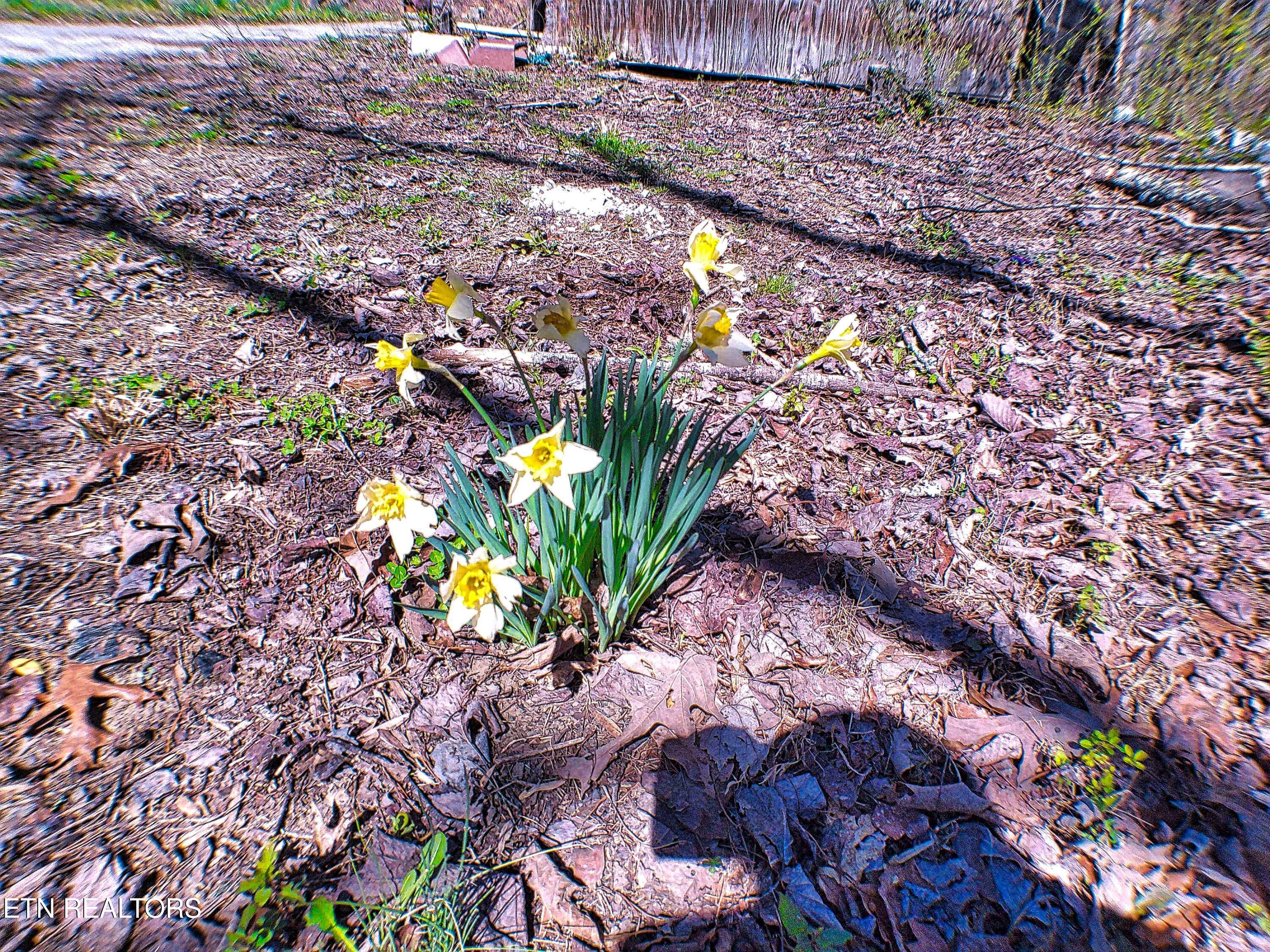 243 Shady Road Oliver Springs, TN 37840 - Photo 21 of 31 ANMP0088