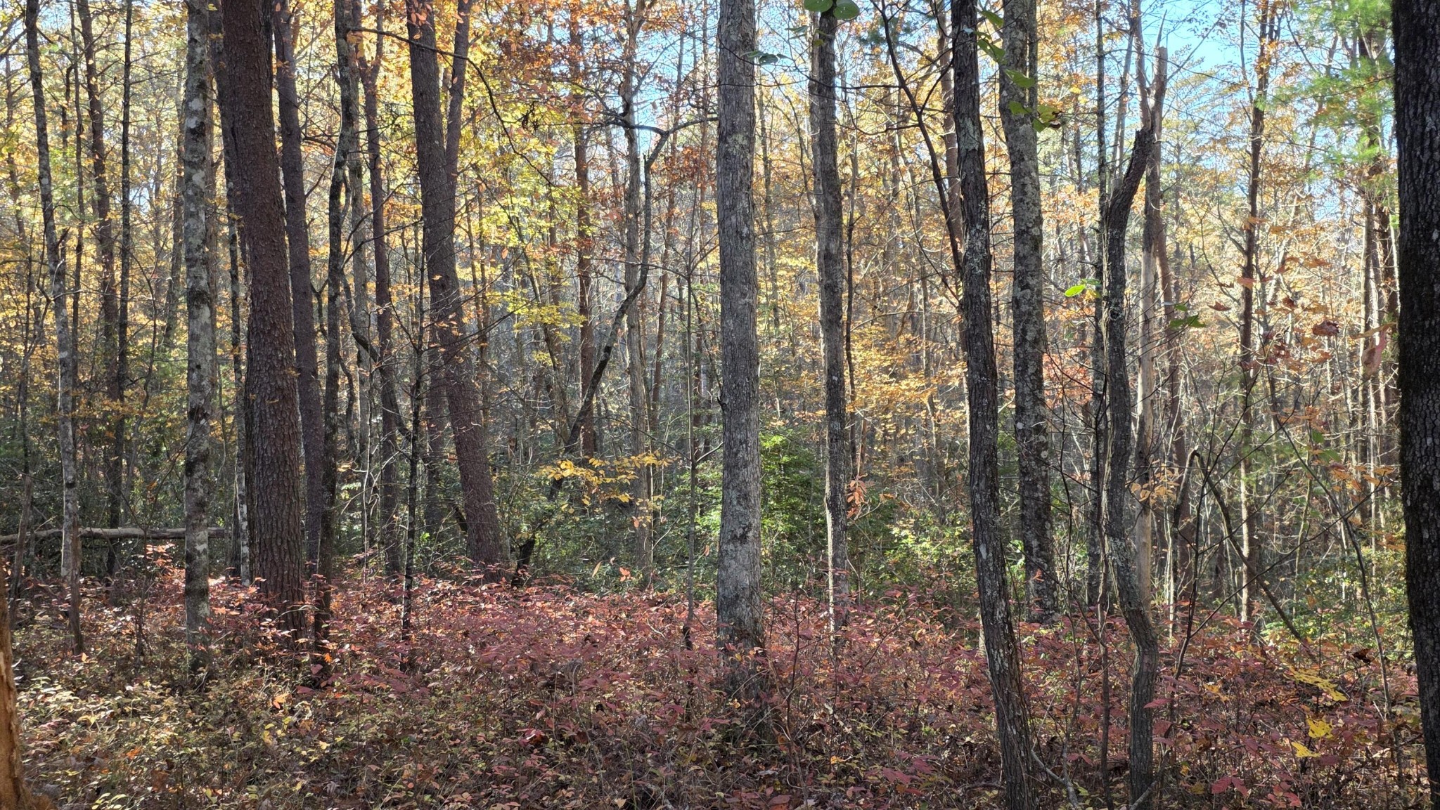 0 Tumbling Creek Road Copperhill, TN 37317 - Photo 62 of 62