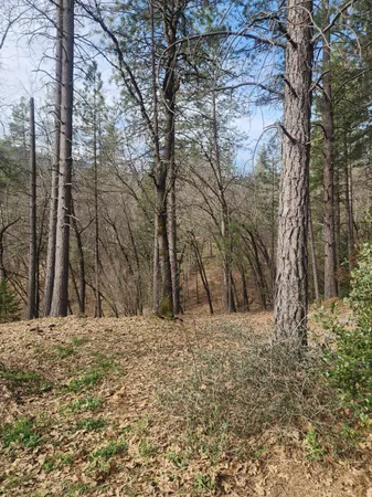 a view of a yard with trees