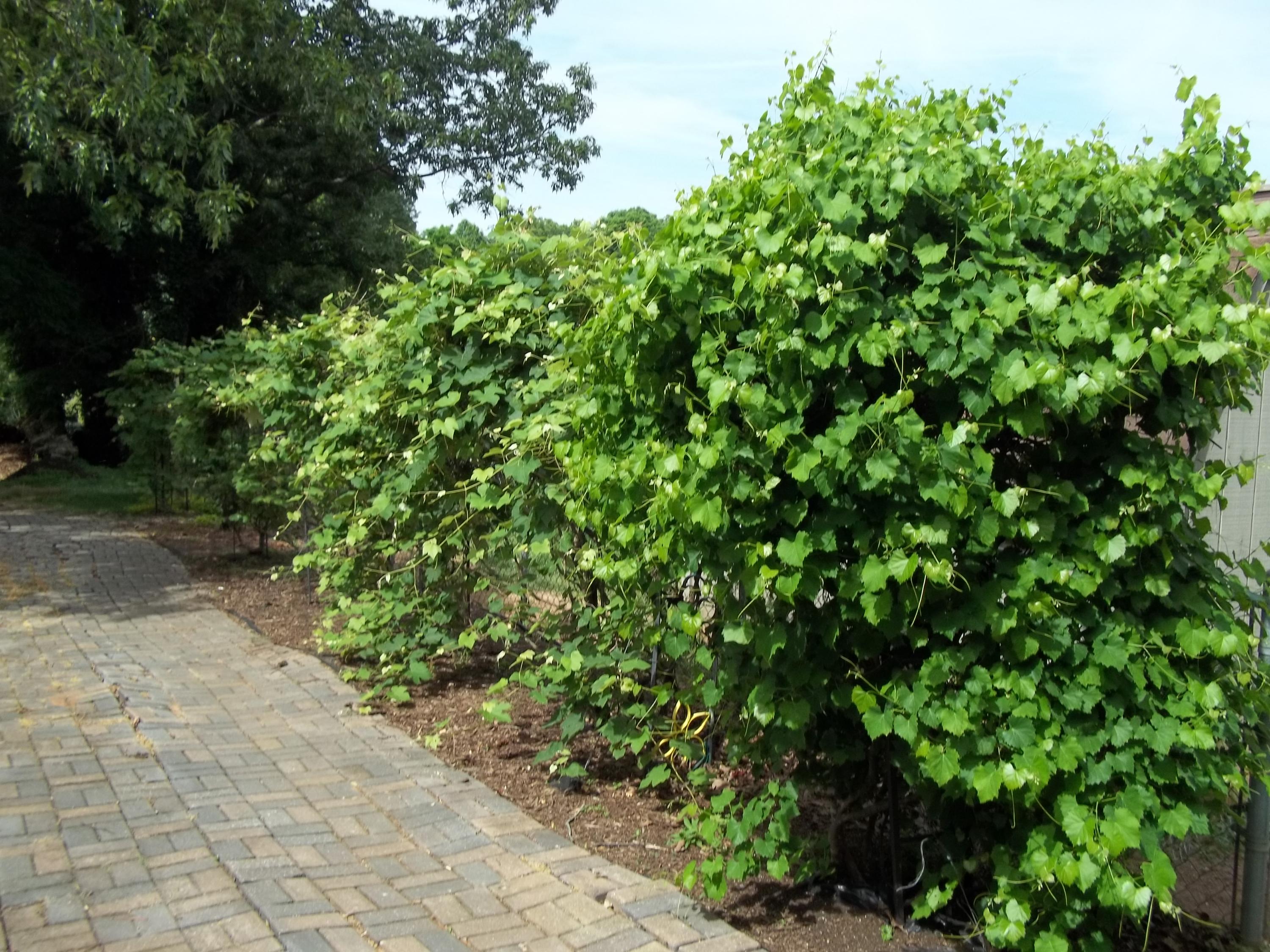 711 Johnson Road Maryville, TN 37804 - Photo 24 of 40 grape vines galore!
