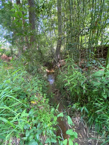 a plant view in yard