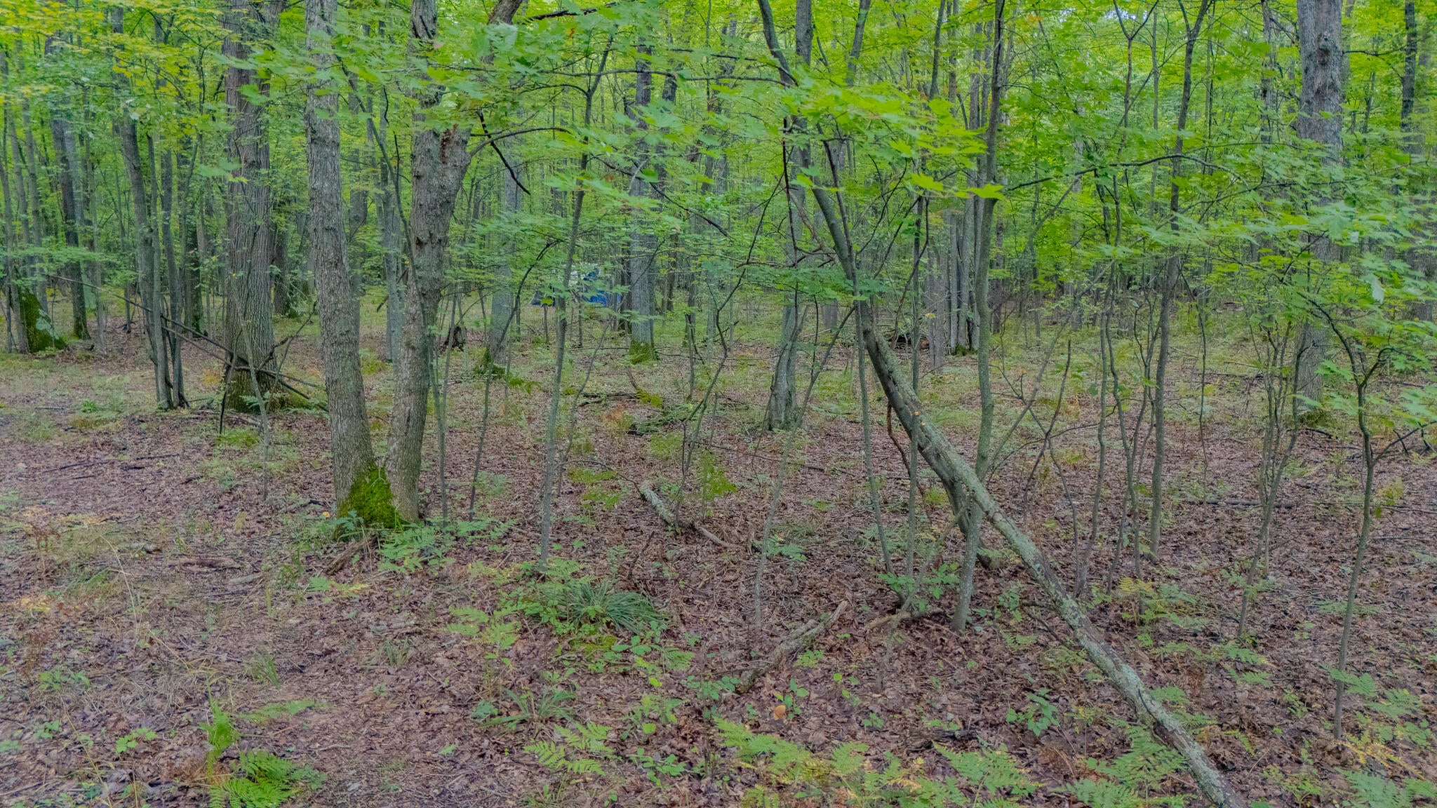 Xxx Redwood Road Roscommon, MI 48653 - Photo 17 of 19 Gallery Image 17