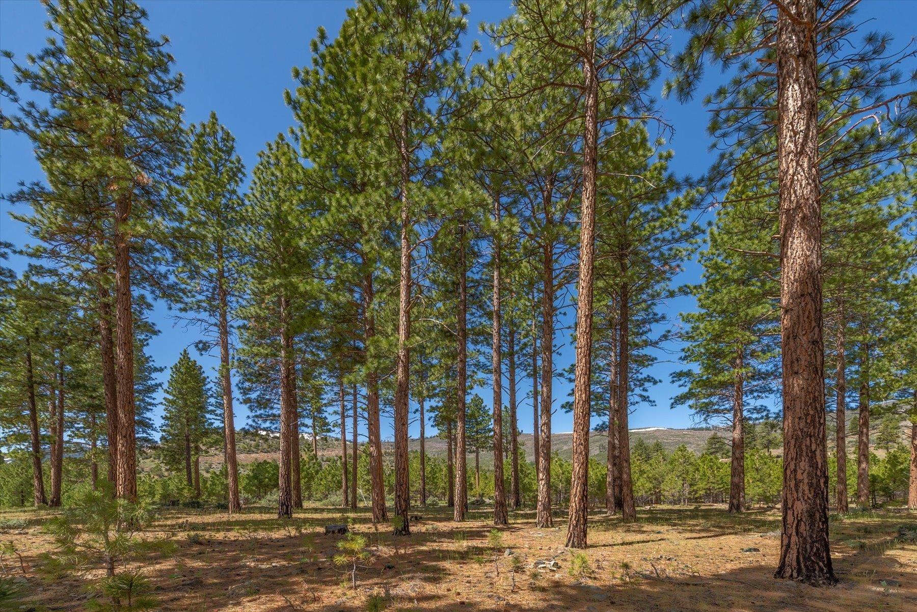 Feenune Road Loyalton, CA 96118 - Photo 25 of 28