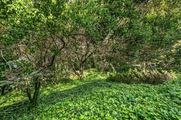 a view of a lush green forest