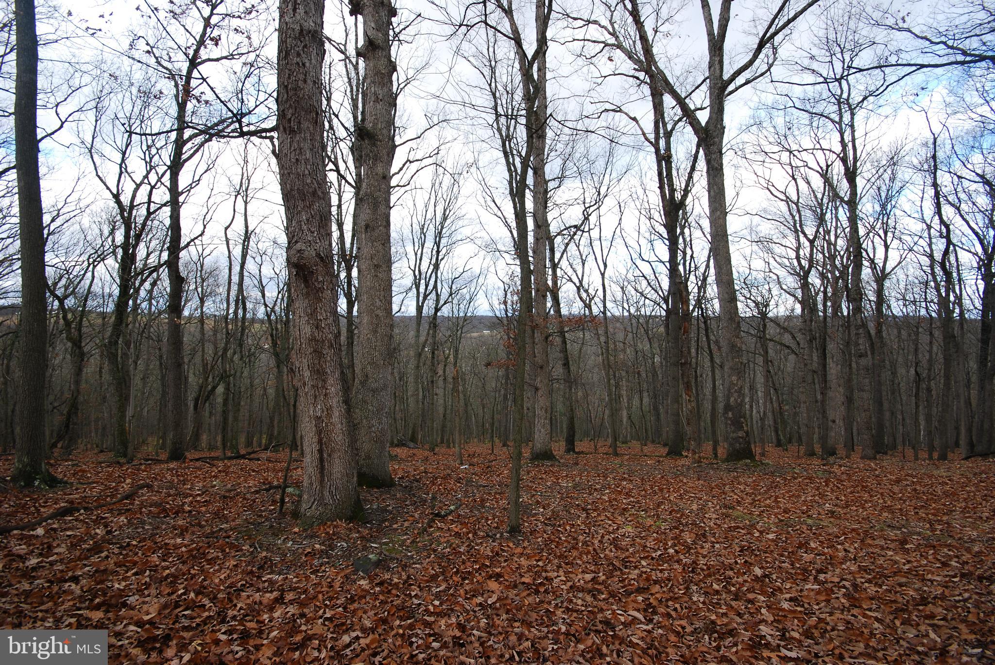 Lot 70-71 Mill Mountain Road Romney, WV 26757 - Photo 17 of 52