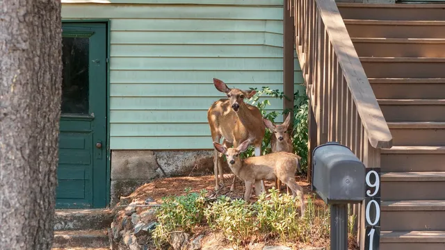 a backyard of a house
