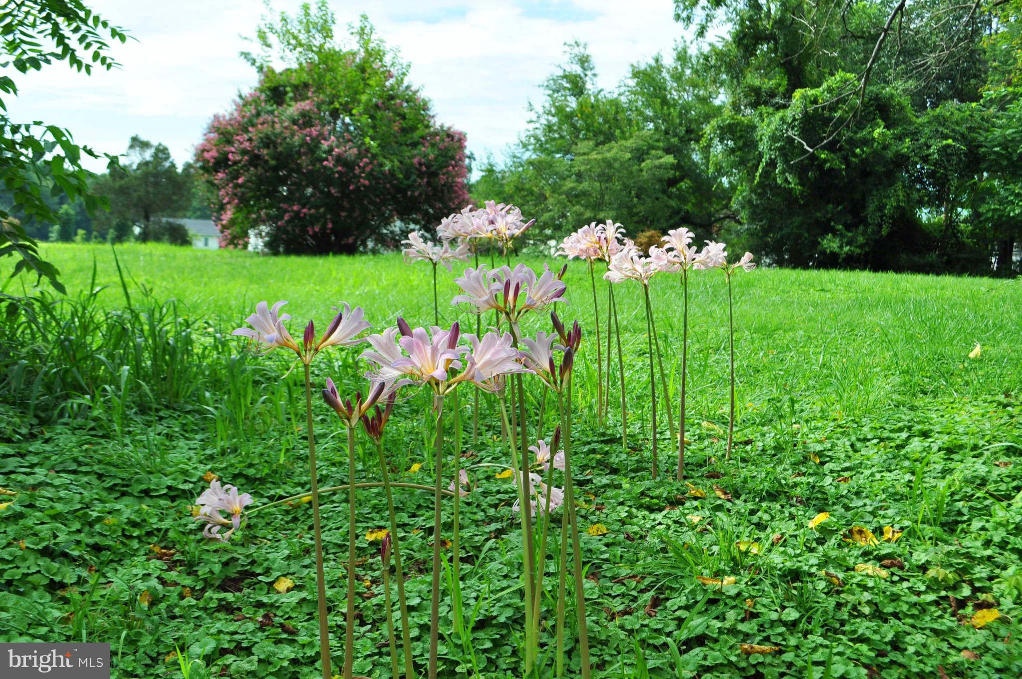 24052 Batna Road Lignum, VA 22726 - Photo 28 of 30 Magic Lilies in Bloom