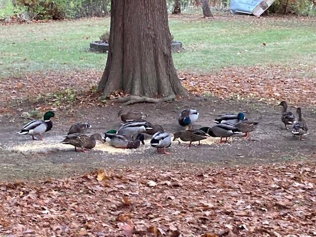 6980 South Old State Road Lewis Center, OH 43035 - Photo 58 of 66 Mallards