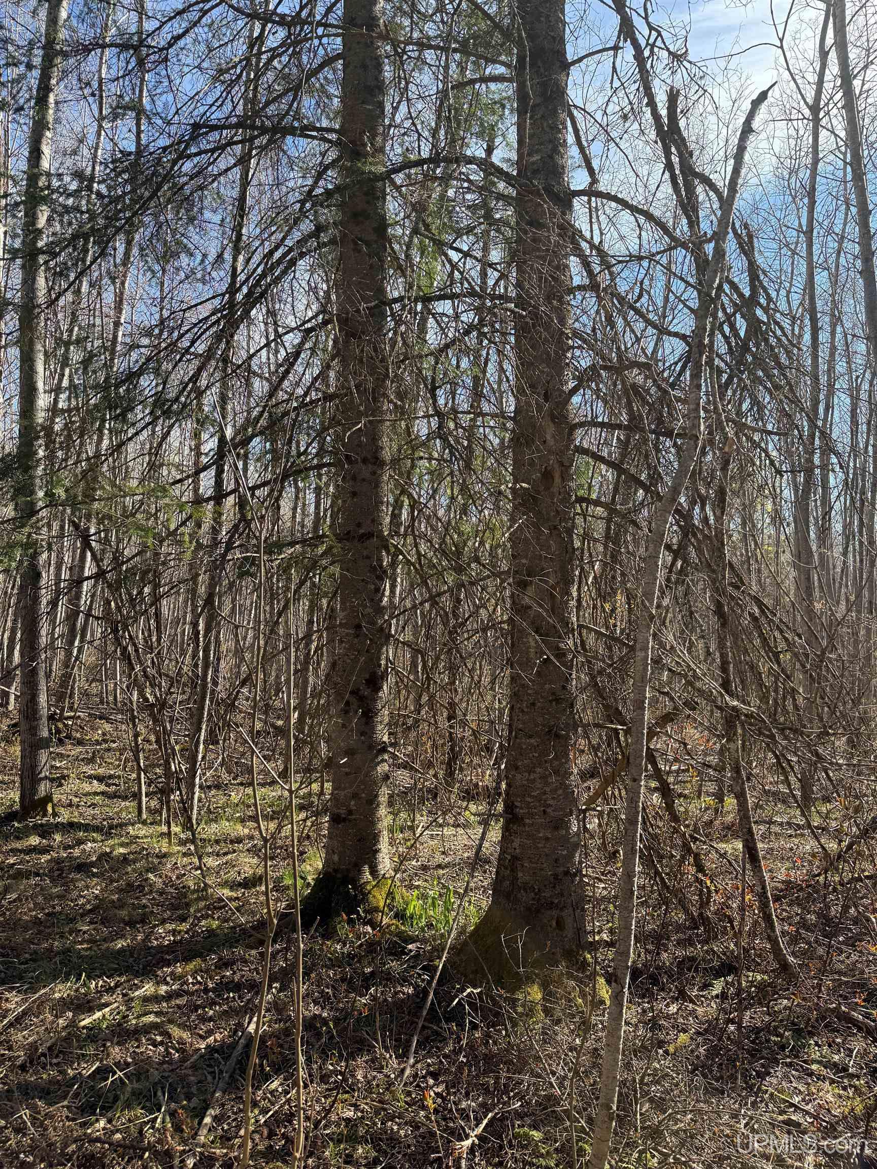 Tbd85 South Sidnaw Road Sidnaw, MI 49961 - Photo 8 of 22