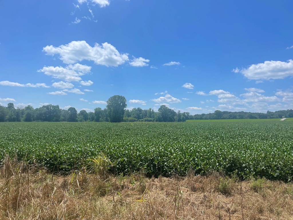 0 Ditty Road Cookeville, TN 38506 - Photo 2 of 4 a view of a big yard with plants and large trees