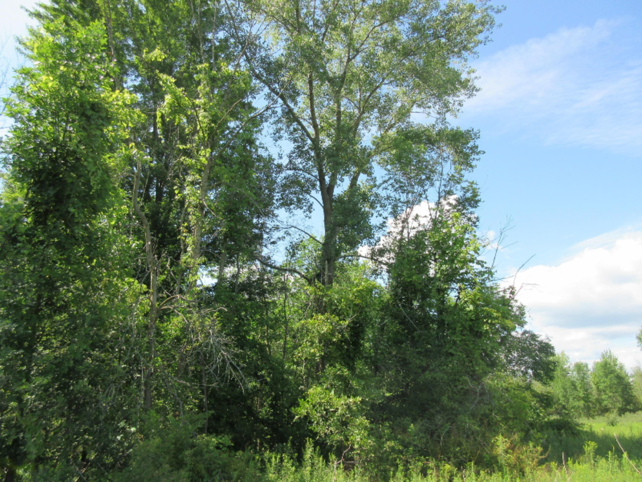 Adams Road Decker, MI 48426 - Photo 12 of 31 IMG_7179