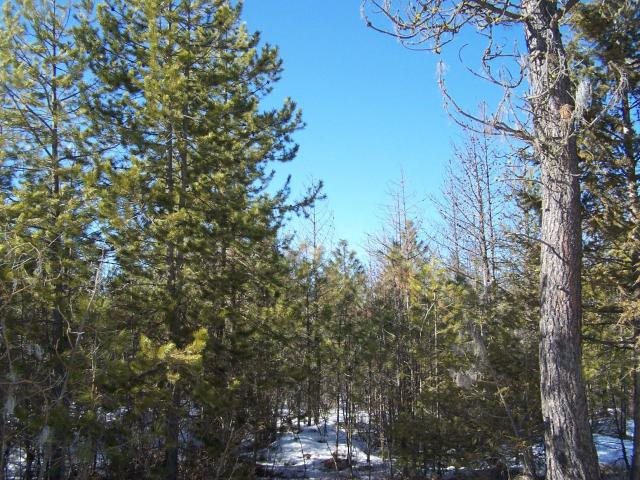 Xx North Powers Road Loon Lake, WA 99148 - Photo 1 of 4 Gallery Image 1