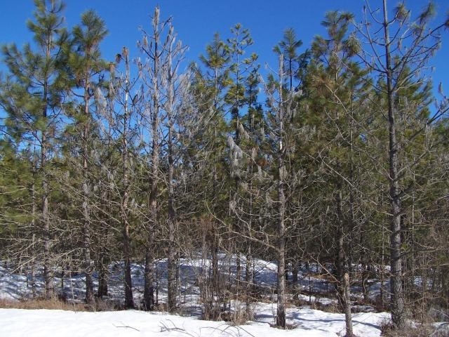 Xx North Powers Road Loon Lake, WA 99148 - Photo 2 of 4 Gallery Image 2