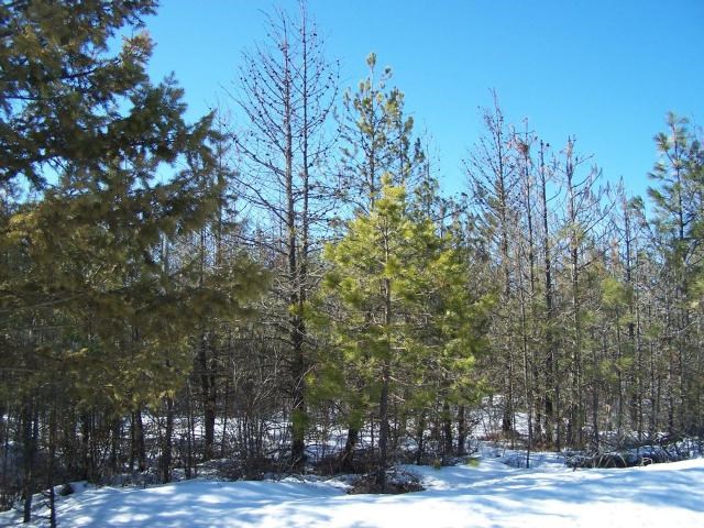 Xx North Powers Road Loon Lake, WA 99148 - Photo 4 of 4 Gallery Image 4