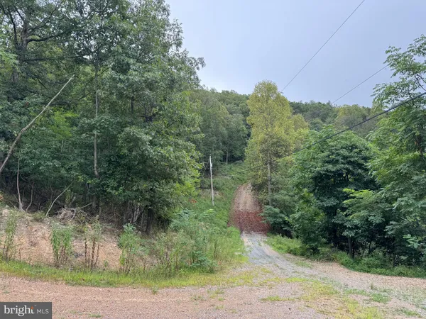 a view of a yard with potted plants and large trees