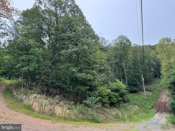 a view of a forest with a tree