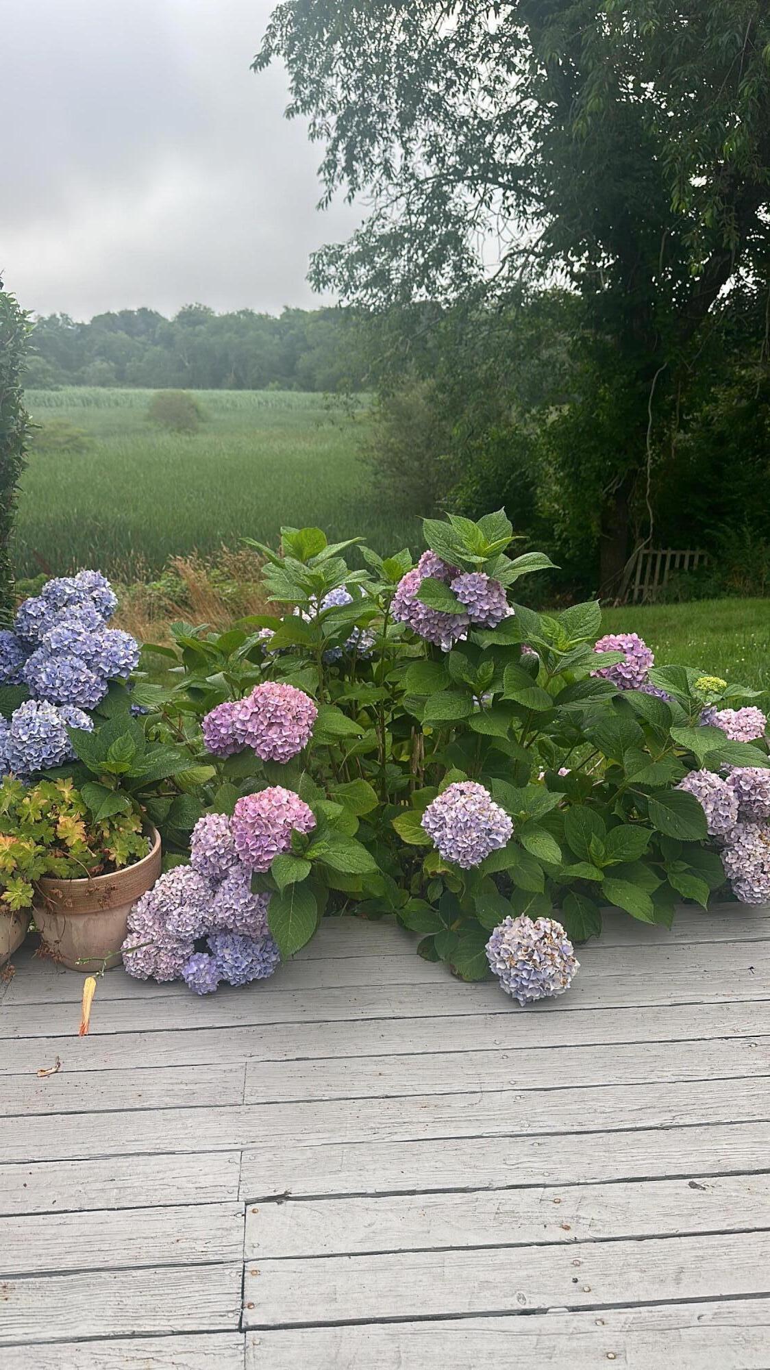 138 Chase Street Hyannis, MA 02601 - Photo 61 of 67 Hydrangea Marsh 138 Chase