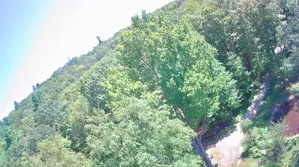 a view of a lush green forest with lawn chairs