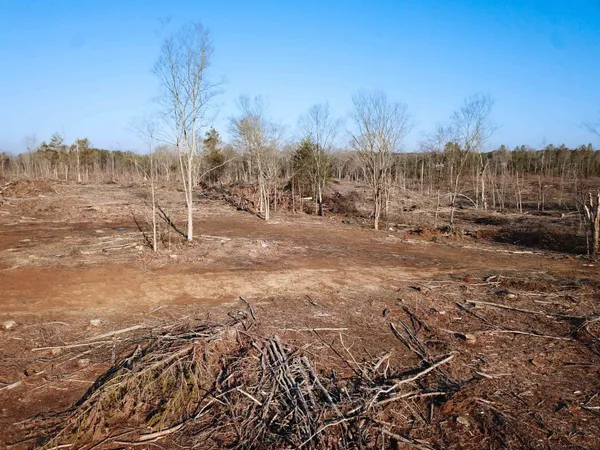 a view of a dry yard with trees