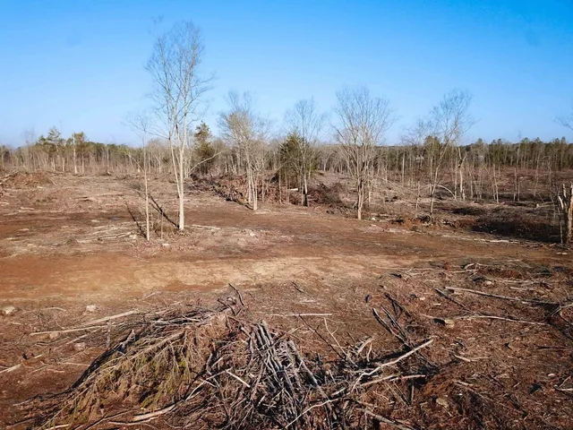a view of a dry yard with trees