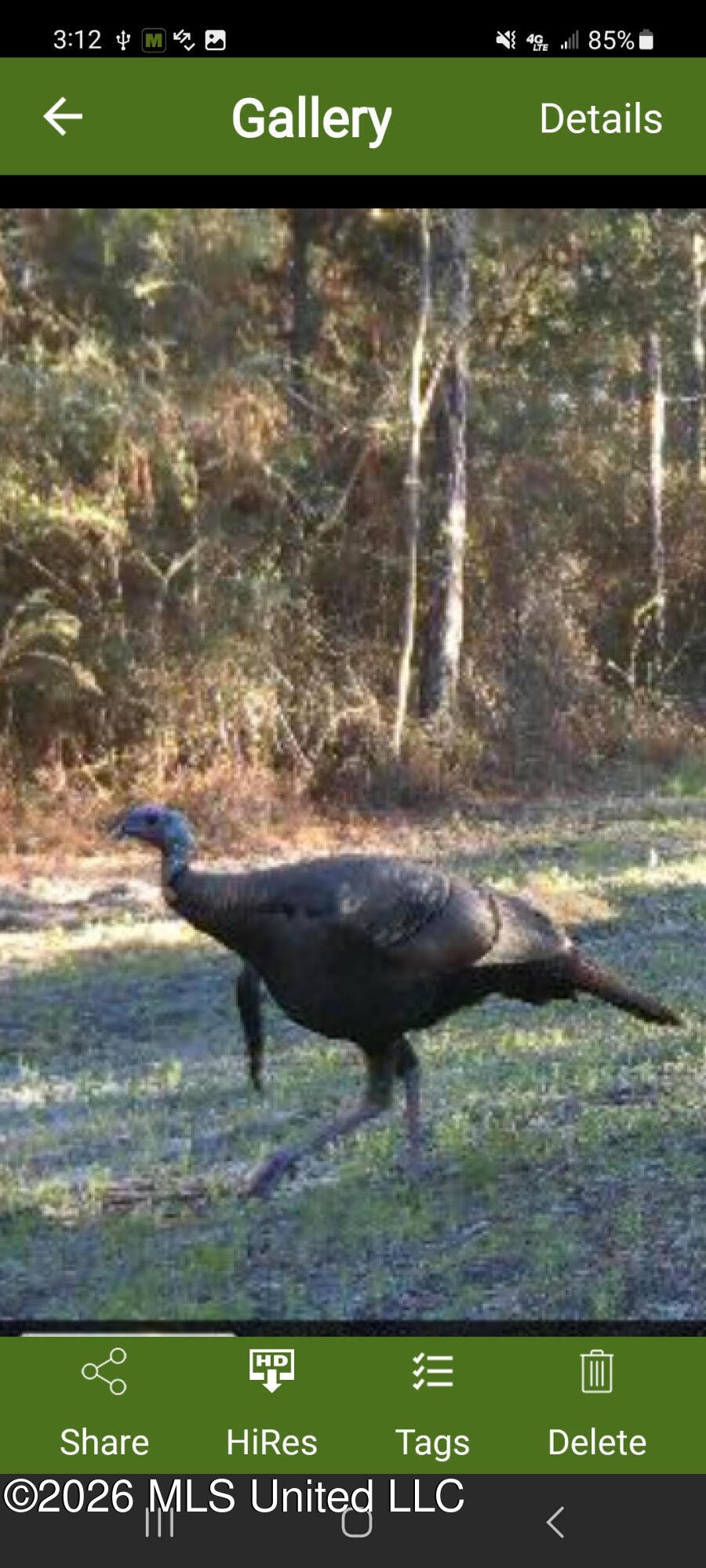 259 Forest Lake Road Beaumont, MS 39423 - Photo 24 of 32 turkey 4