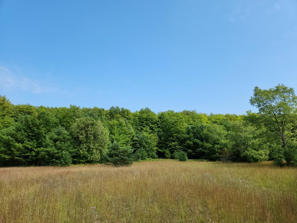 Off Crawford Lake Road Northeast Kalkaska, MI 49646 - Photo 25 of 25