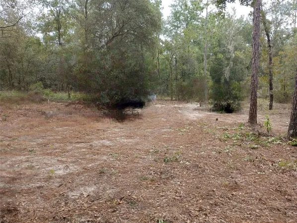 a view of a forest with trees in the background
