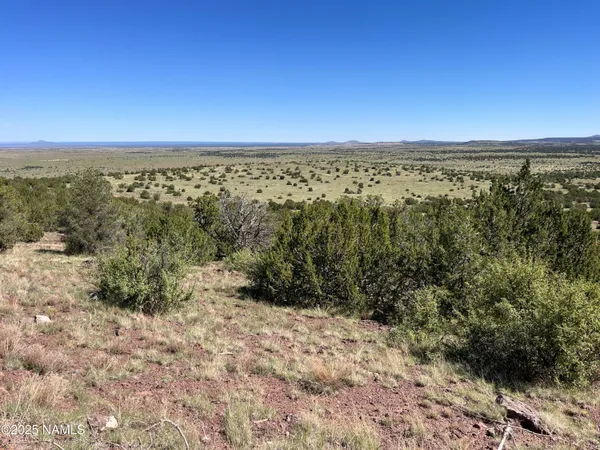 a view of a dry yard with trees