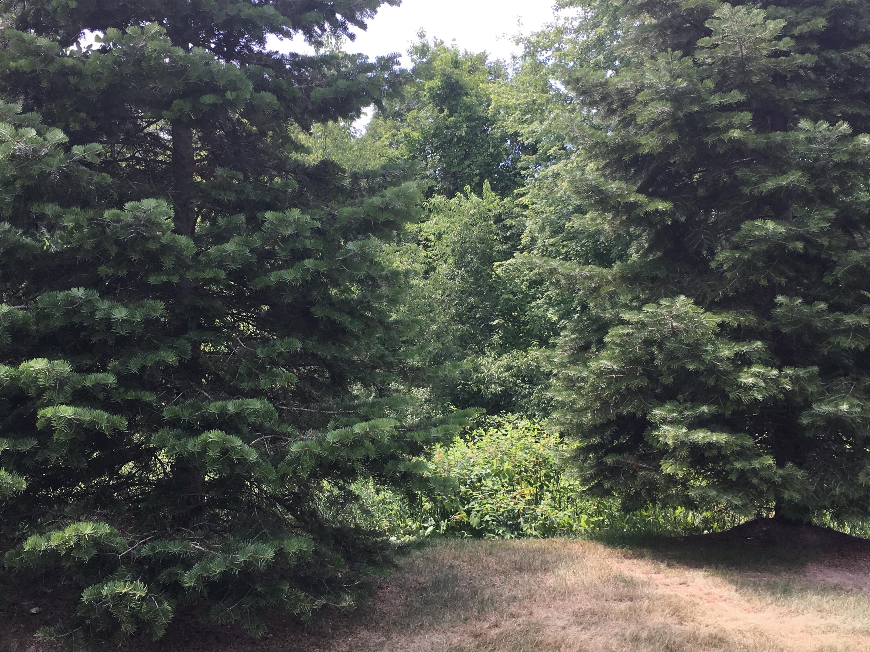 20209 Chesapeake Circle Walled Lake, MI 48390 - Photo 41 of 48 IMG_2713