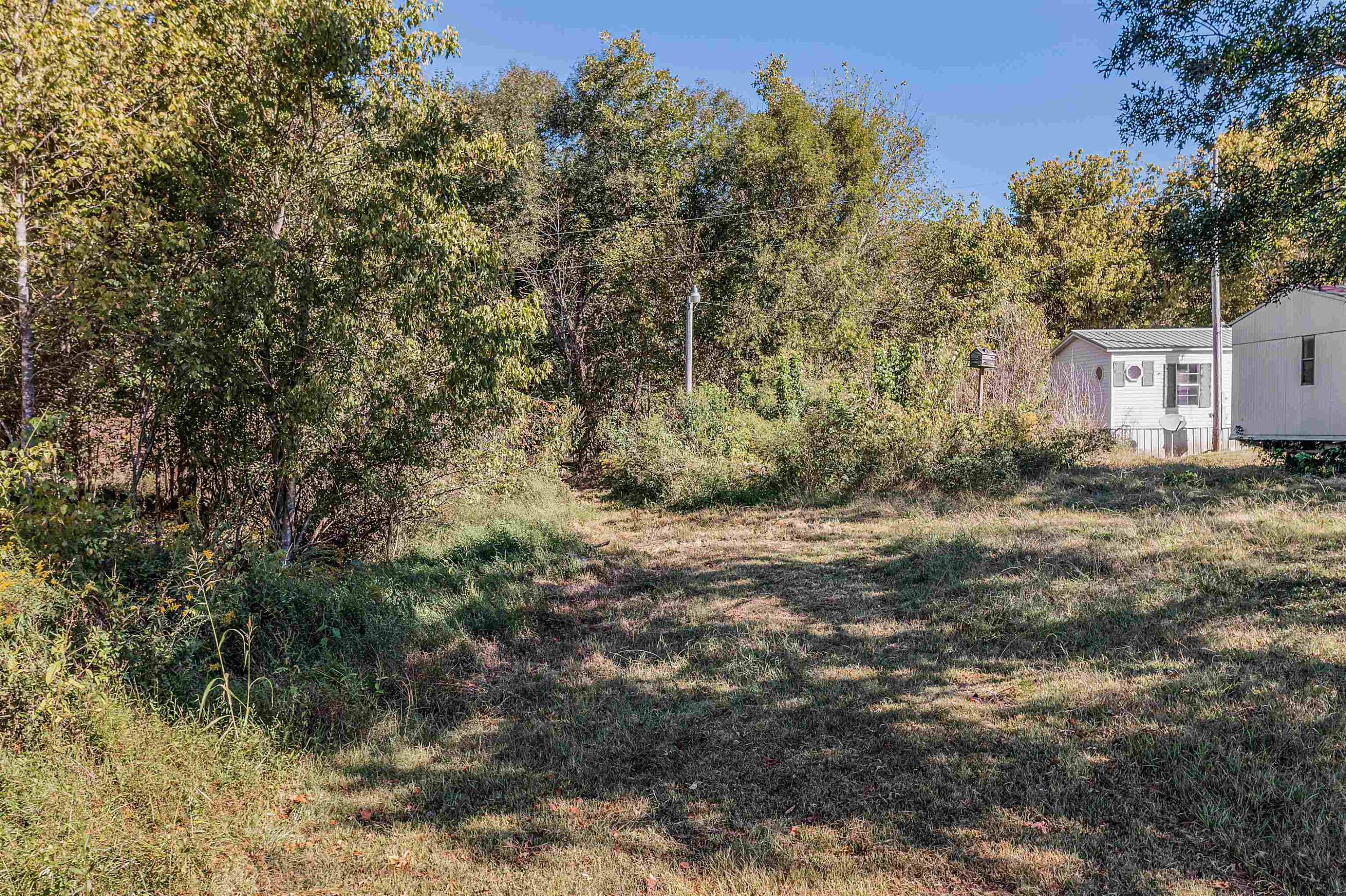 0 Obrien Road Cedar Grove, TN 38321 - Photo 3 of 15 a view of a yard with plants and a large tree