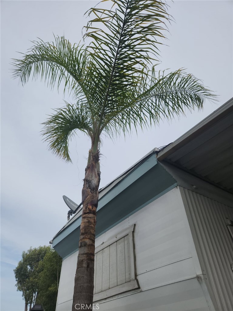 32802 Valle Road, Unit 135 San Juan Capistrano, CA 92675 - Photo 25 of 26 a picture of a palm plant