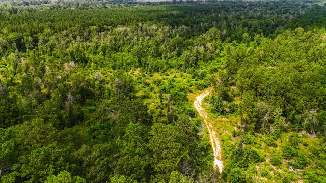 a view of a lush green forest