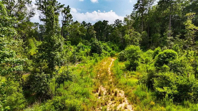 a view of a bunch of trees and bushes