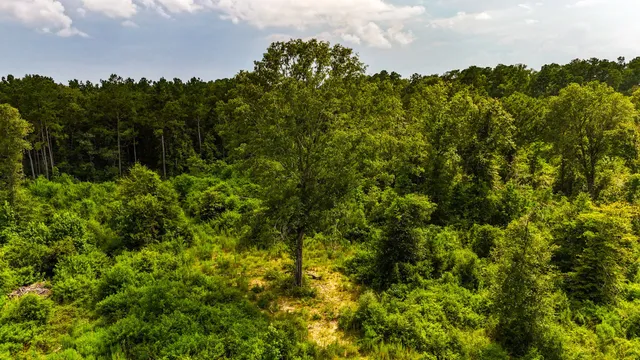 a view of a lush green forest
