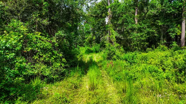 a view of a bunch of trees