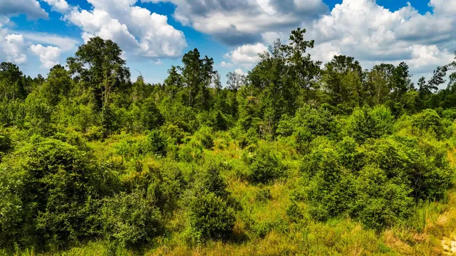 a view of a big yard