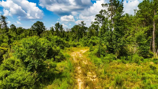 a view of a forest with a tree