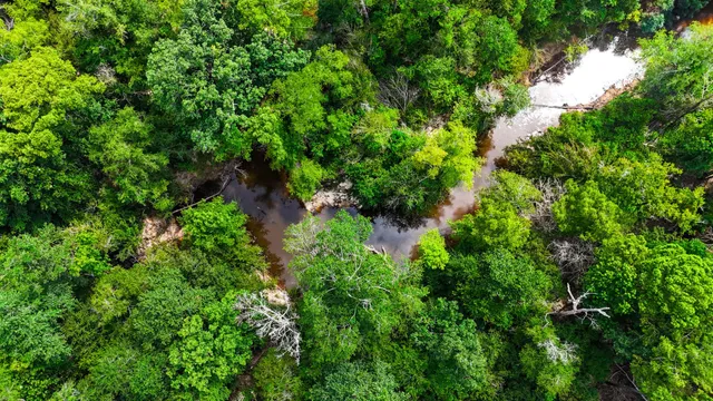 a view of a lush green forest