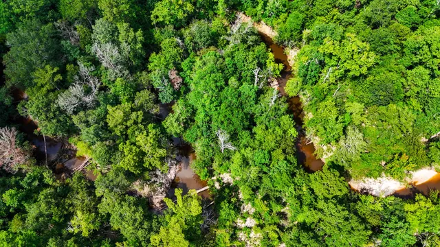 a view of a lush green forest with lots of trees