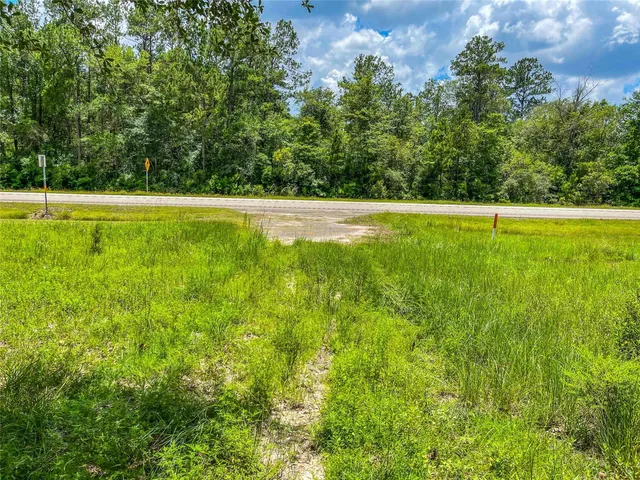 a view of a garden with a tree