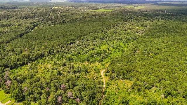 a backyard of a house with large trees and plants
