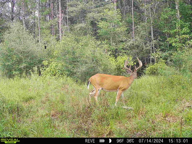 a view of a yard with plants and wooden fence