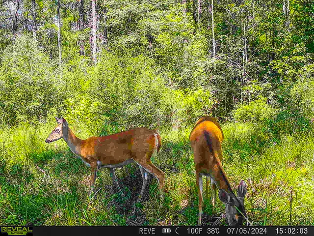 a backyard of a building with large trees and plants