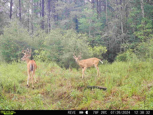 a green field with lots of plant in the background