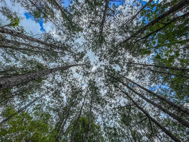 a view of a forest that has large trees