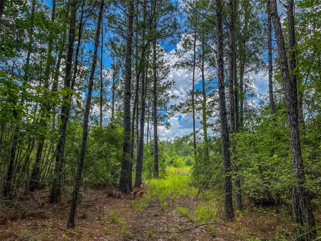 a close up of a plant in a garden