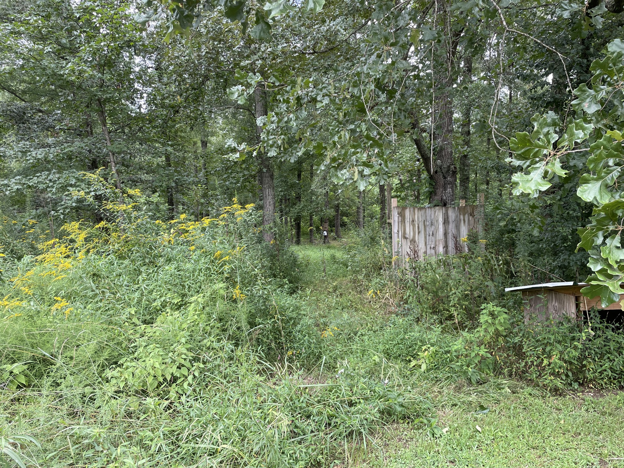 2973 New Bushy Branch Road Manchester, TN 37355 - Photo 6 of 14 a view of a lush green forest