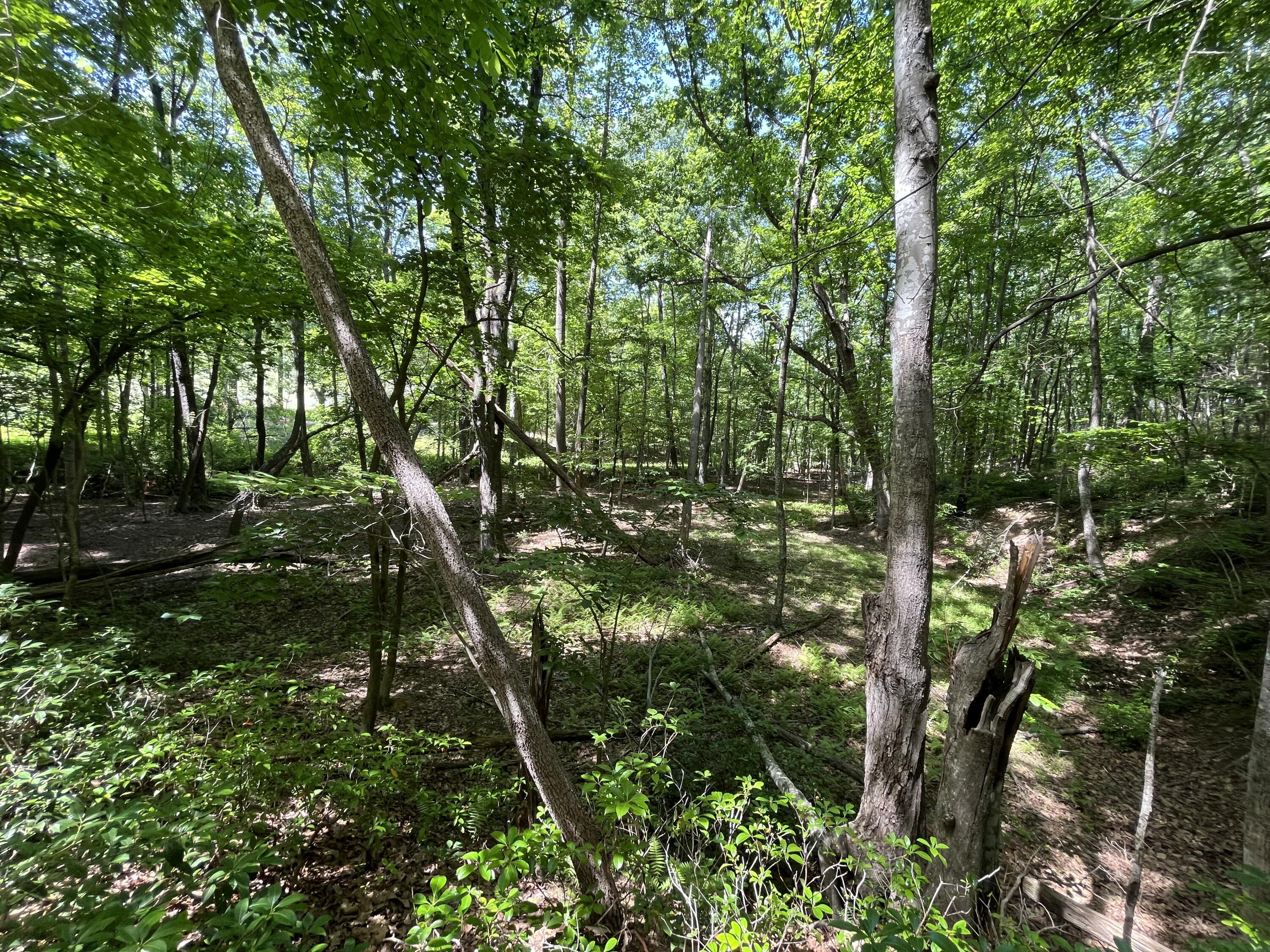375 Silver Shadow Road Hardy, VA 24101 - Photo 43 of 47 IMG_7723